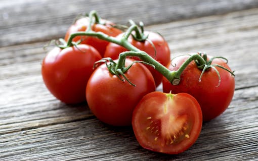 Fresh tomatoes